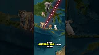 The Wallace Line  Nature's Invisible Border for Animals