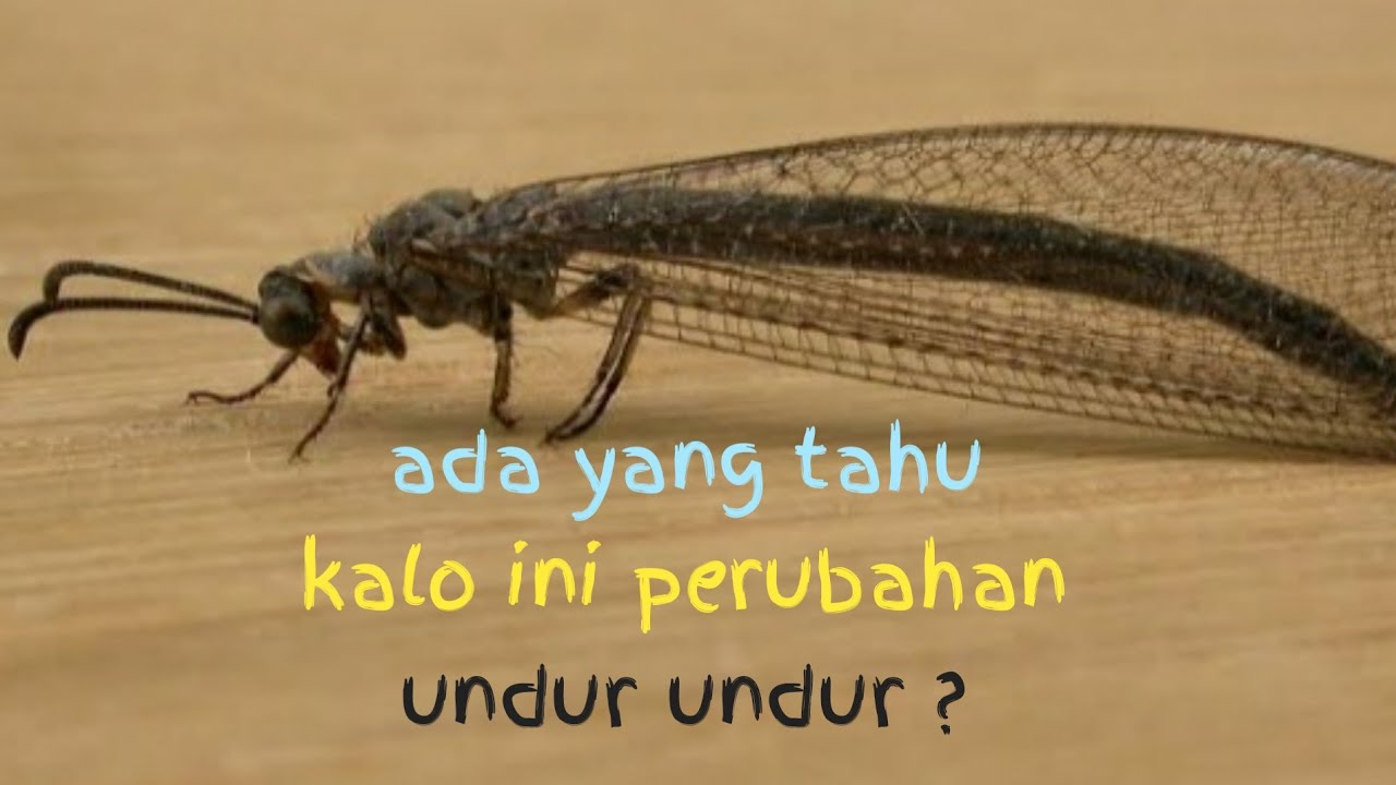 undur undur 
