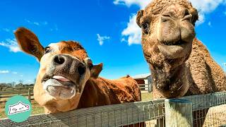 Camel Thinks This Cow Is His Brother And Chases His Around The Farm | Cuddle Buddies