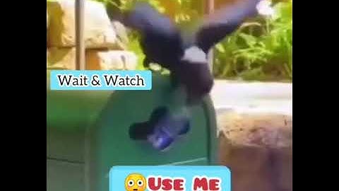 Crow Disposes Plastic Litter Into The Recycle Bin😱😱😳| Reuse Of Plastic Bottles | Do Good Have Good