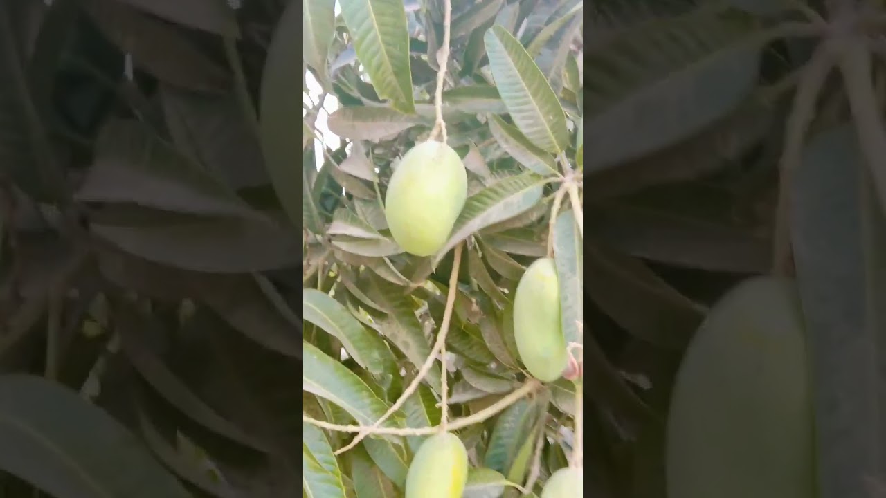 white Chonsa          mango plants
