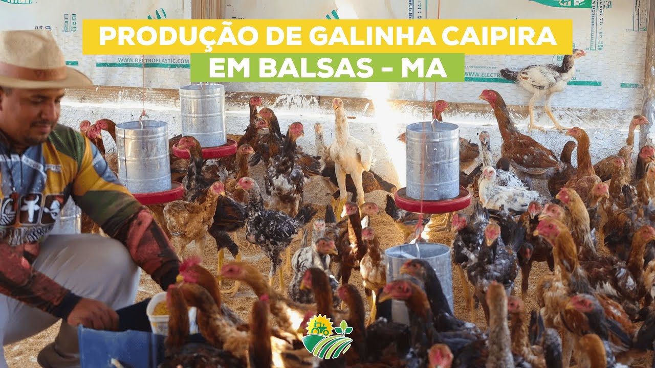 Produção de Galinha Caipira em Balsas - MA🌽🐓