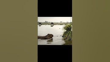 Capybara Quá Đỉnh lun  #capydethuong #phimhay #funny