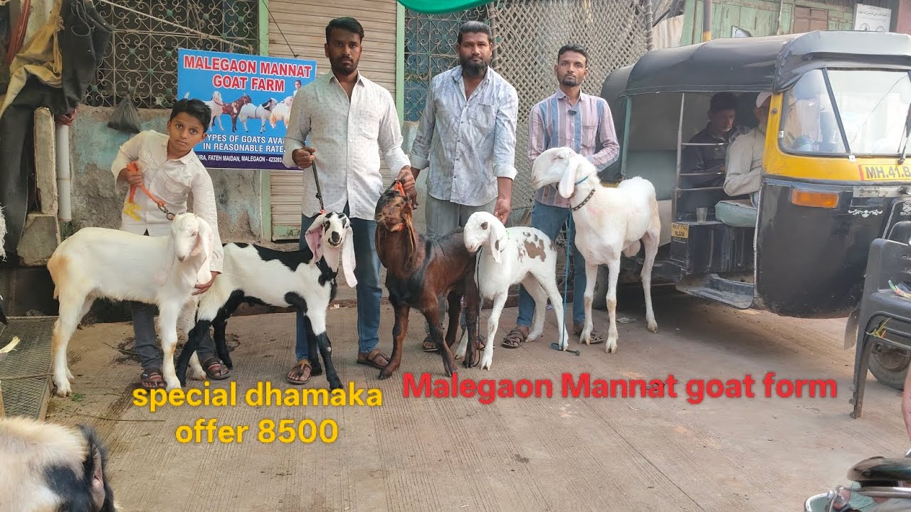 Altaf bhai best quality lae Hain #goat #animals #trader 