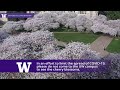 UW Cherry Blossom Cam