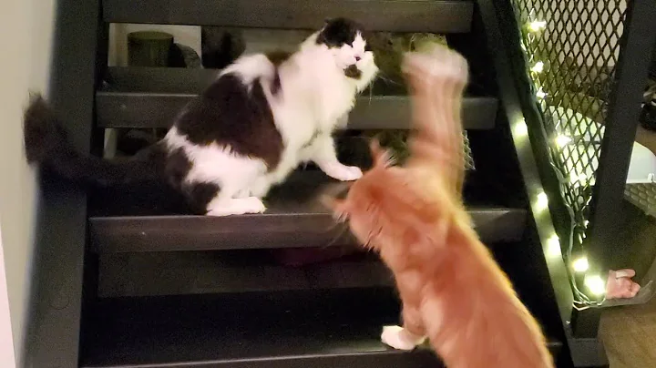 Mainecoon Cat Fight "Freddy vs. Coco"