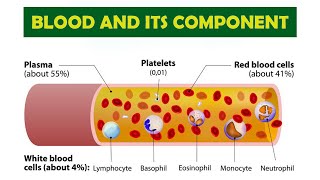 Blood And Its Components And Function