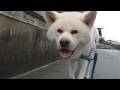 【秋田犬ゆうき】雨がパラついてきたけど急げと言う飼い主がゆっくりなのでこちらものんびり歩く【akita dog】
