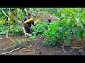 Solo survival  memanen buah pisangsayurandan merawat pisang pada saat hujan deras