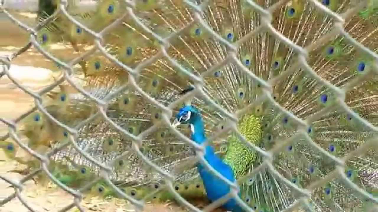 video phone beyonce mp3 Peacock Dance