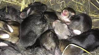 4 day old baby bunnies