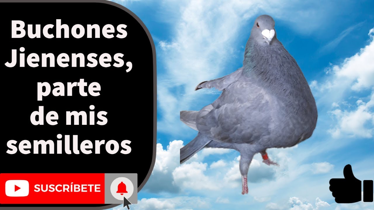 Buchones Jienenses, parte de mis semilleros