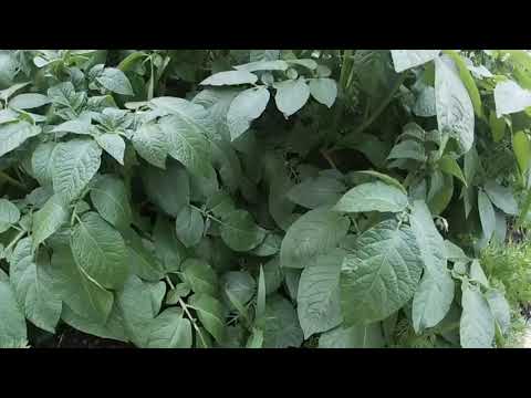 camera iphone 8 plus apk Tour of my garden