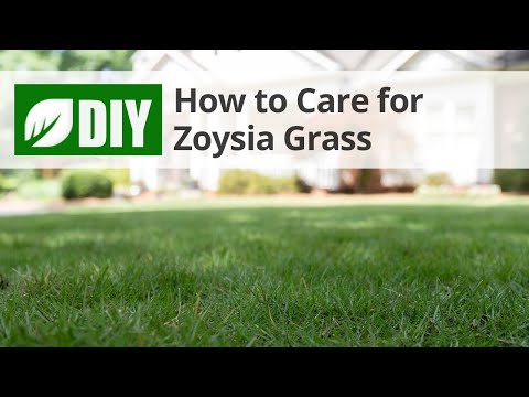 Vidéo: Zoysia Thatch Removal : Conseils pour déchaumer une pelouse Zoysia