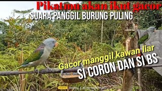 Suara Puling Nuri Tanau Gacor Manggil Kawan_Si Coron Vs Si Bs_Pikatmu akan ikut Bunyi terampuh