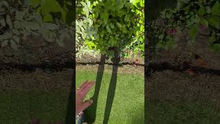 Has the HEAT killed the lawn? 🌱🔥 #lawn #lawncare