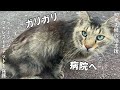 痩せこけてガリガリの長毛猫さんを保護。病院へつれて行きました。【野良猫支援】