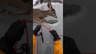 Un bebé venado atrapado en el hielo… 🥺❄️#Shorts #AnimalRescue #ViralShorts #Emotional #ia