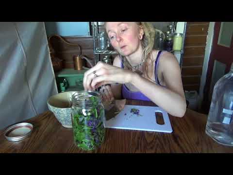 How to make a Violet leaf and bloom tincture!
