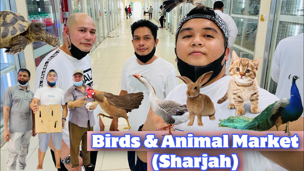 Birds and Animal Market (Sharjah) YouTube