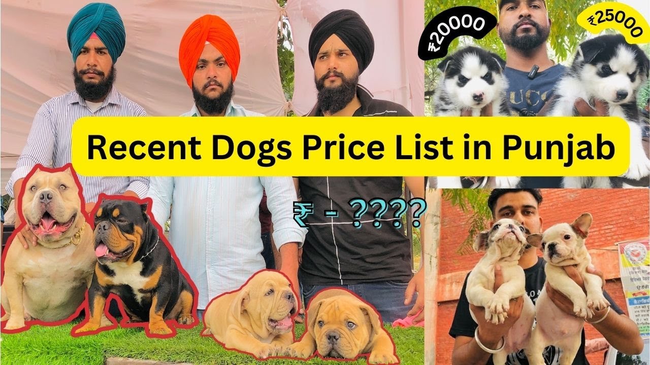 Recent Dogs Price List in Punjab India 2022 Find Your Budget
