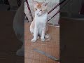 ajab tamasha ho raha hay mera billa ka sath😁😁😅😅🤭# cat#fun time#😁😁