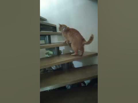 ОЧЕНЬ ДЕЛОВОЙ КОТ - YouTube