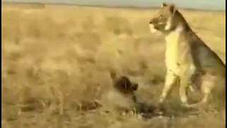 Aslana Kafa Üstüne Kafa Atan Domuz İzleyenleri Kırdı Geçirdi