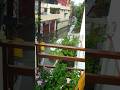 dehradun mausam #minibalconygarden#dehradunvlogger#plants#garden#gardening#ytshorts#plantlover#yt