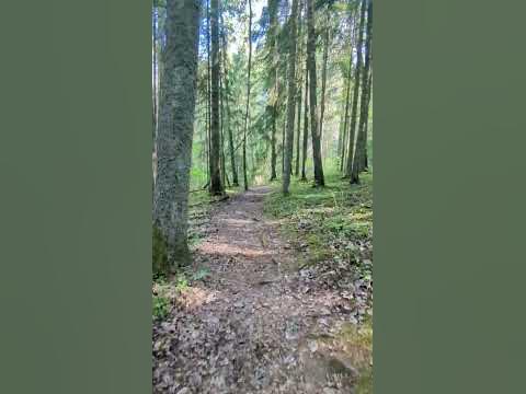 Paistu trail Paistu matkarada #hike #outdoors #forest #nature #trail #