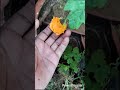 Aaj hamne karele ke paudhe hata dia🥺😱 #vlogs #garden #shorts