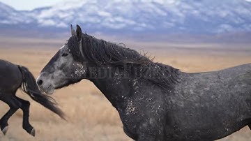 Stock Video - Close up of wild horses running in slow motion