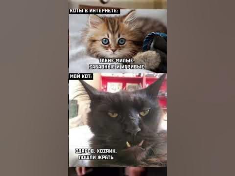 Маяковский мем с котами