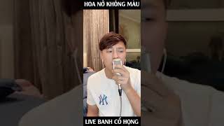 Hoa Nở Không Màu | Hoài Lâm | ST Nguyễn Minh Cường | Cover Châu Khải Phong