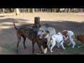 Battle of the Titans: Irish Wolfhound vs Mastiff