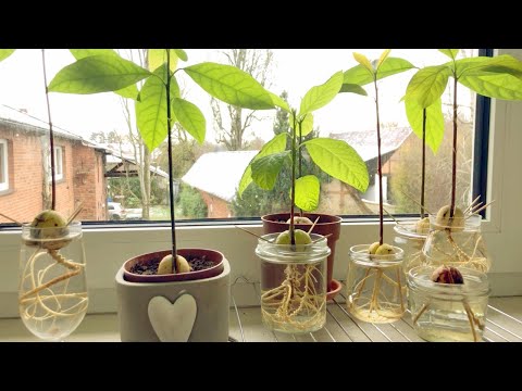 Video: Wie man zu Hause eine Avocado aus dem Samen anbaut?