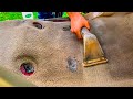 Filthy carpet extraction asmr