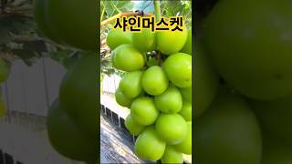 #샤인머스켓송#kpop#music#샤인#과일송#샤인마스켓