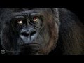 Горилла  африканская/Gorilla African