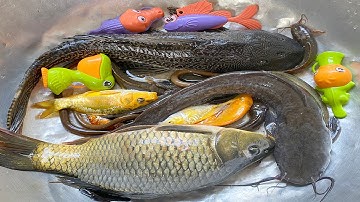 Kem Chanel đi bắt cá được cá sấu, cá chép, cá tiên, cá chuột, cá màu sắc, con bò, cá trê, con lươn