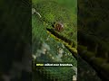 The emerald tree boa is a bright green snake  #facts #wildlife #nature #naturereels #wildlifereels