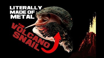 Volcano Snail Facts - The Iron Magma Golem - Animal a Day V Week