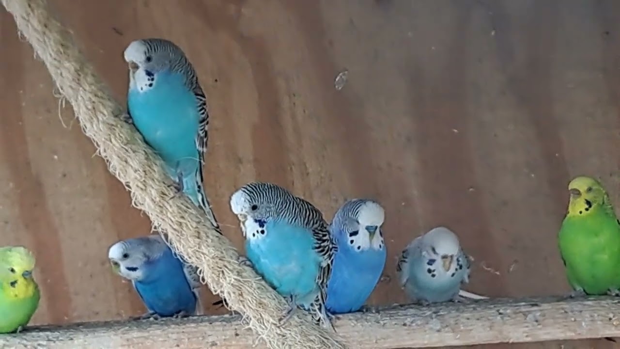 De herft komt er aan bjj de vogels 🦊🐿🍂🍁 