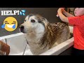 Baby Attempts To Bath Worlds Most Stubborn Husky & Instantly Regrets It! [FUNNIEST VIDEO EVER!!!!]