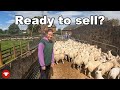 Weaning the HOGGS and a sorting through lambs at home.