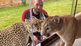 Is a relationship between cheetah Gerda & puma Messi progressing? Is there a chance for friendship?