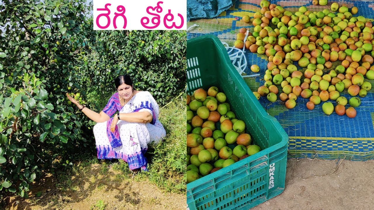 ఆర్గానిక్ గా పెంచిన రేగి పండ్లు తోట | ఒక్కో చెట్టుకు 2 కేజీల కాయలుంటాయి | Regi Thota Farming vlog