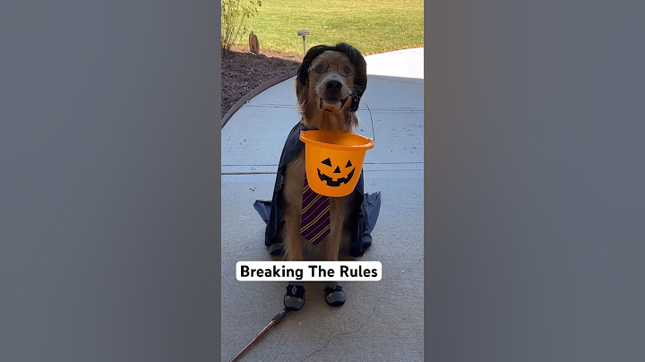 My dog stole all of the Halloween treats!