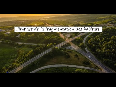 Vidéo: Les Bienfaits De La Fragmentation