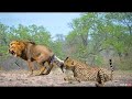 Omg! The Powerful Lion Hunting Leopard Family And What The Ending Will Be